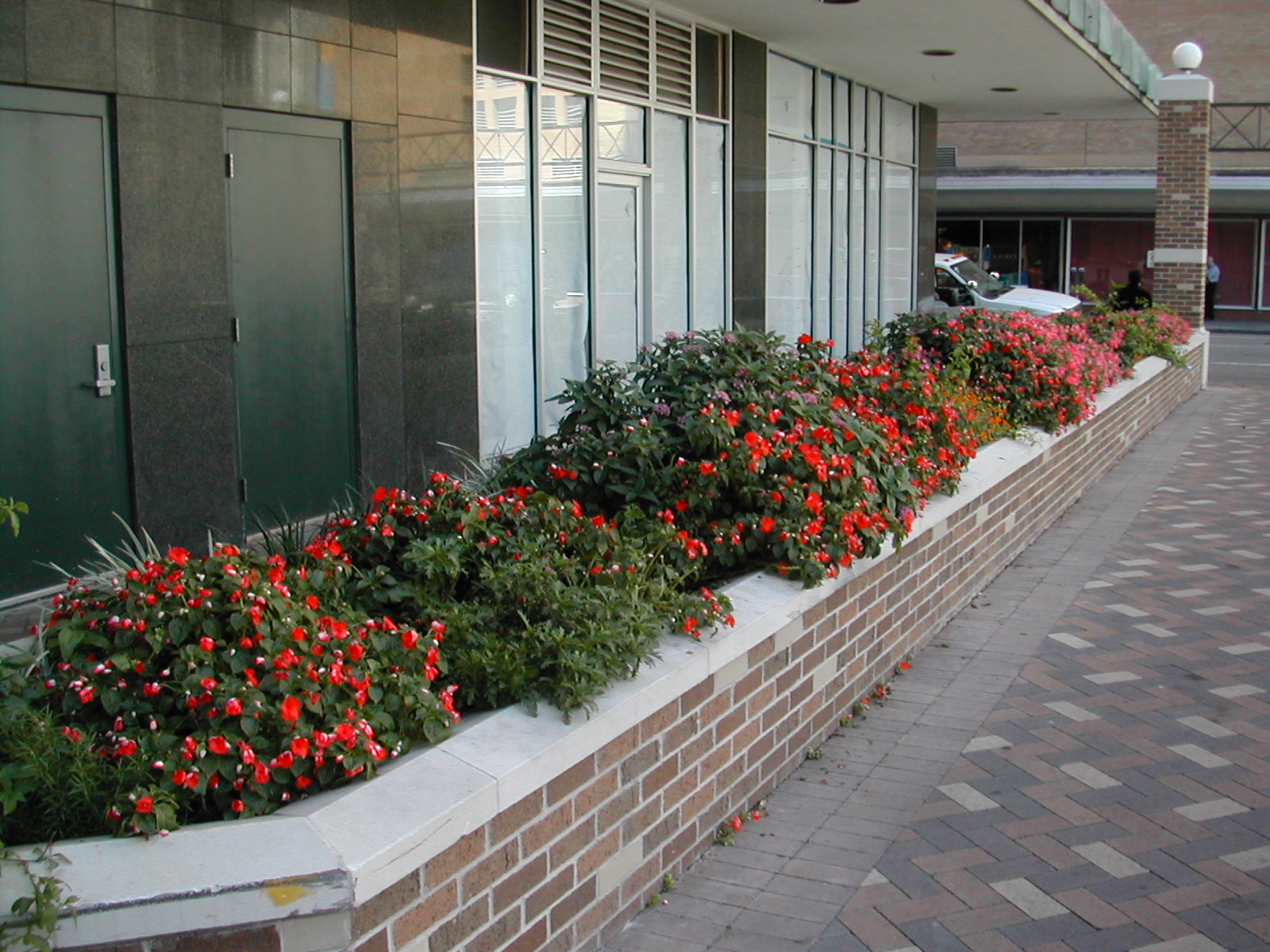Impatiens grown in 100% perlite subjected to full sunshine until 2 PM everyday!
