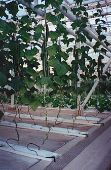 Hydroponic Growing at Epcot (Disney World)
