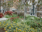 A Houston Green Roof